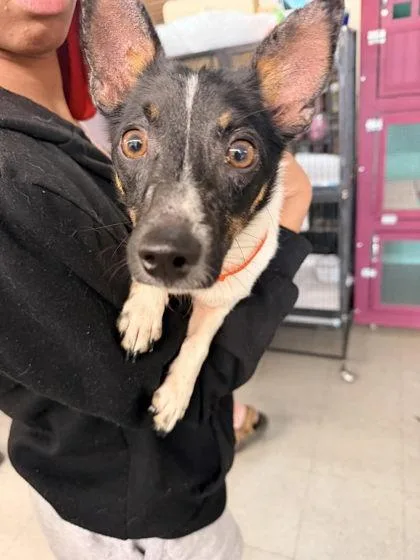 A young small-sized male Smooth Fox Terrier dog named Blewy for adoption in Hobart, IN