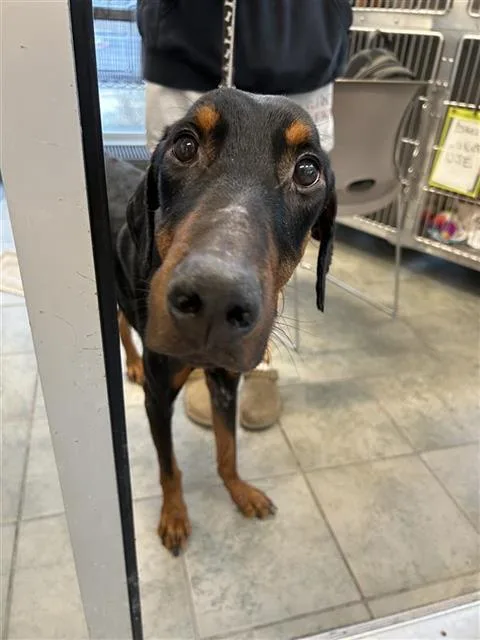 A young medium-sized male Doberman Pinscher dog named Herman for adoption in San Antonio, TX