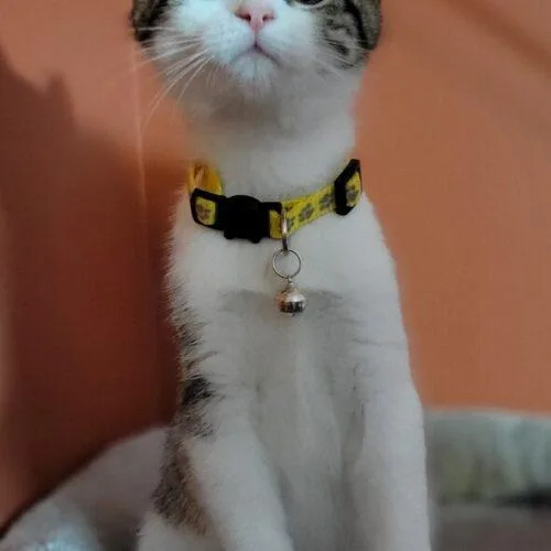 A baby small-sized female White Domestic Short Hair cat named Lexie Lynn Lexus for adoption in Canal Winchester, OH