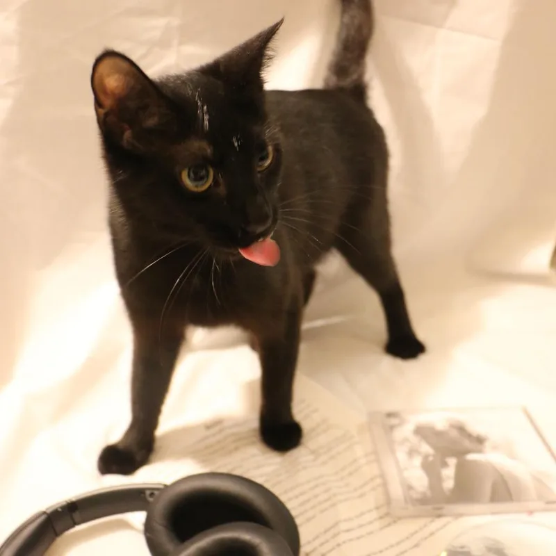 A young medium-sized female Black Domestic Short Hair cat named Betty for adoption in CHRISTIANSBURG, VA