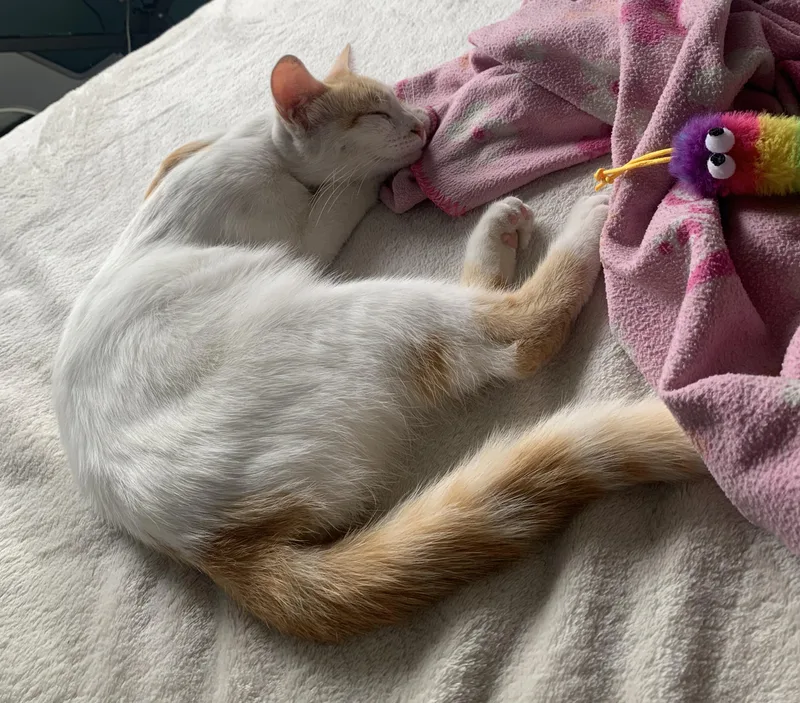 Athena Rose  I thumbnail 2