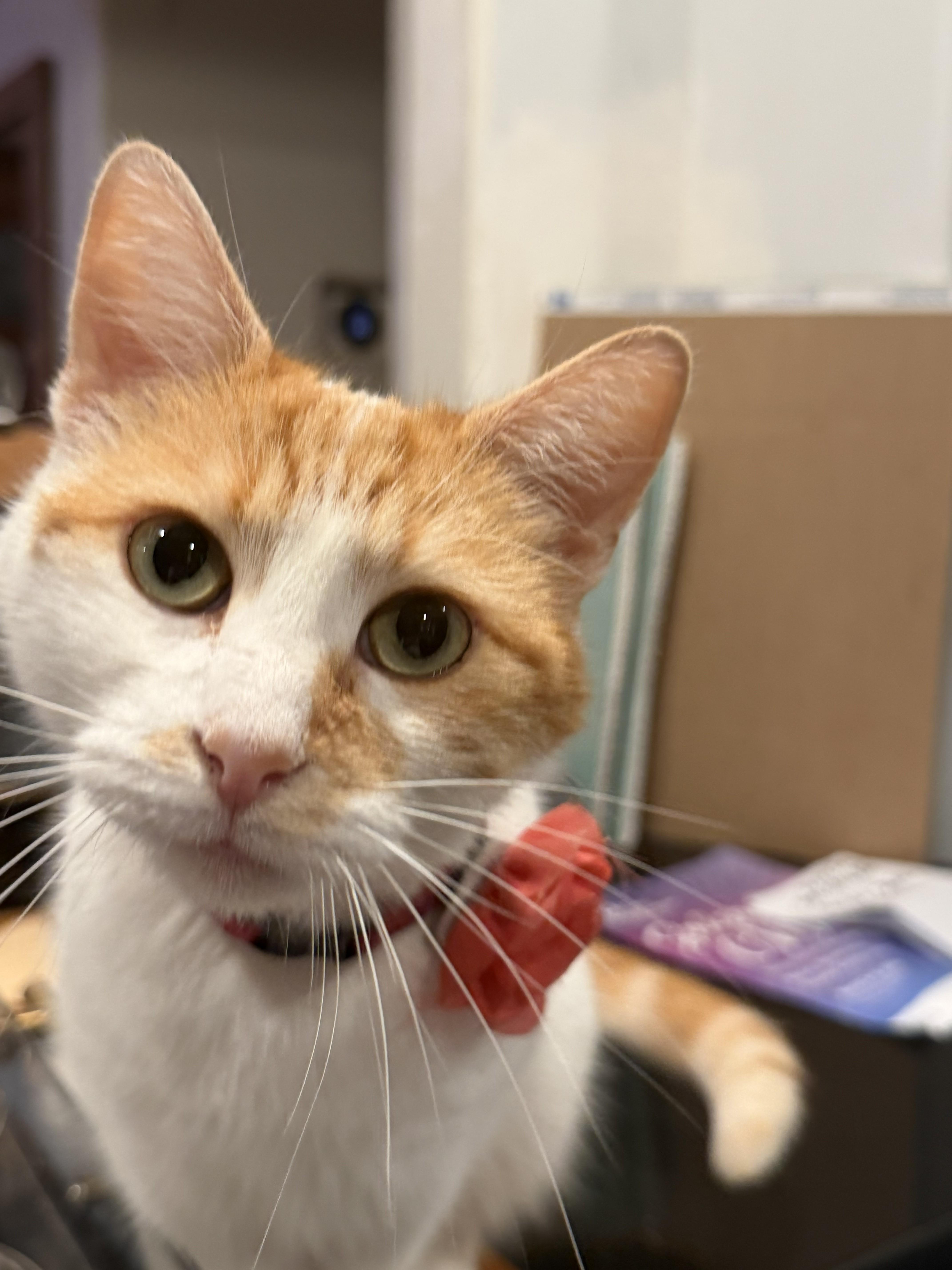An adult medium-sized female Orange & White Domestic Short Hair cat named Athena Rose I for adoption in Fountain Valley, CA