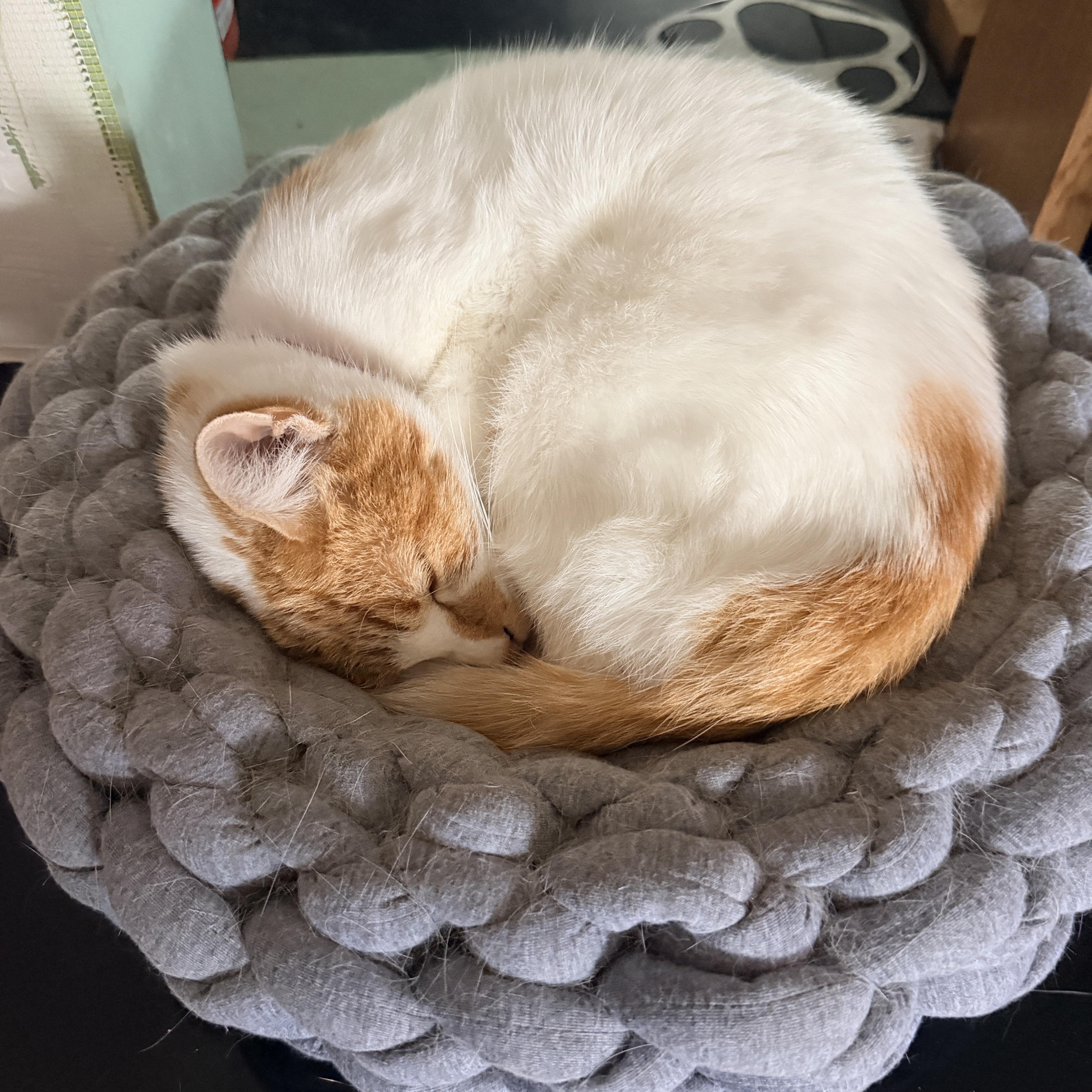 Athena Rose  I thumbnail 4