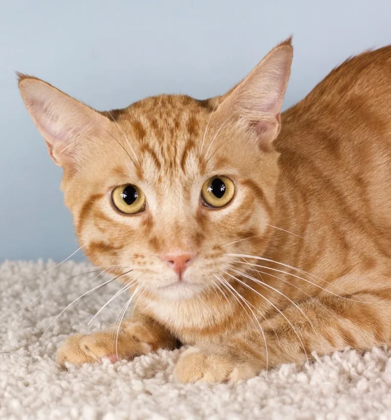 A young medium-sized male Domestic Short Hair cat named Magnum for adoption in Gilbert, AZ