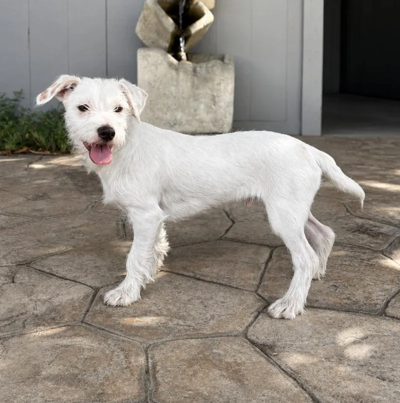 A young small-sized male Yellow / Tan / Blond / Fawn Terrier dog named Alfredo for adoption in Lathrop, CA