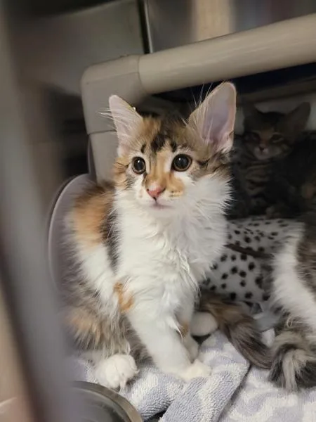 A baby medium-sized female Domestic Medium Hair cat named Wild Blueberry for adoption in Millersville, MD