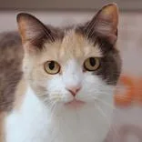 An adult medium-sized female Dilute Calico Domestic Short Hair cat named Pochiko for adoption in Hilliard, OH
