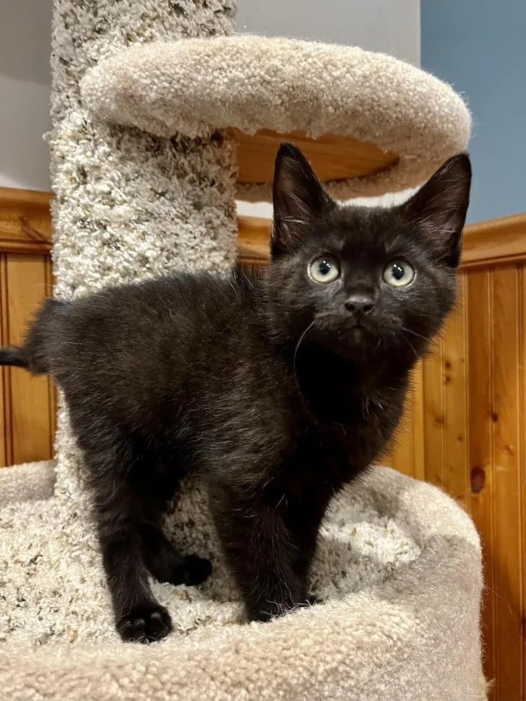 A baby medium-sized male Black Domestic Medium Hair cat named Puffball for adoption in Emerald Isle, NC
