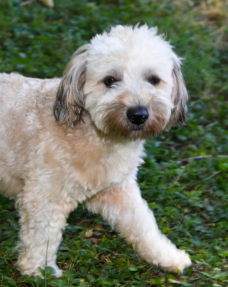 An adult small-sized male Havanese dog named Stanley for adoption in Pittsboro, NC