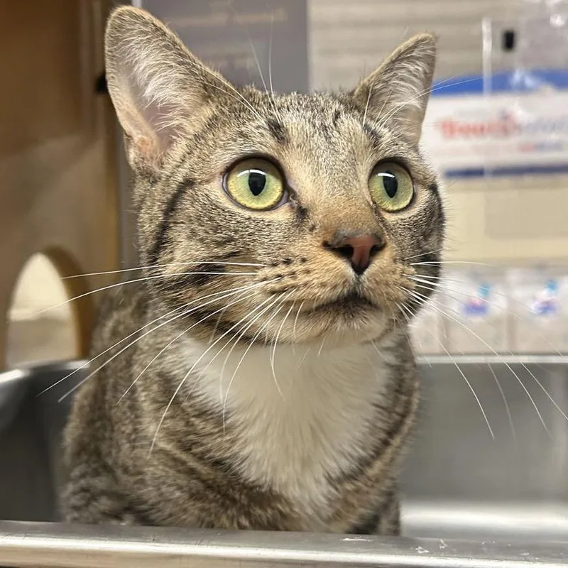 A young medium-sized female Brown / Chocolate Domestic Short Hair cat named Bee for adoption in Atlanta, GA