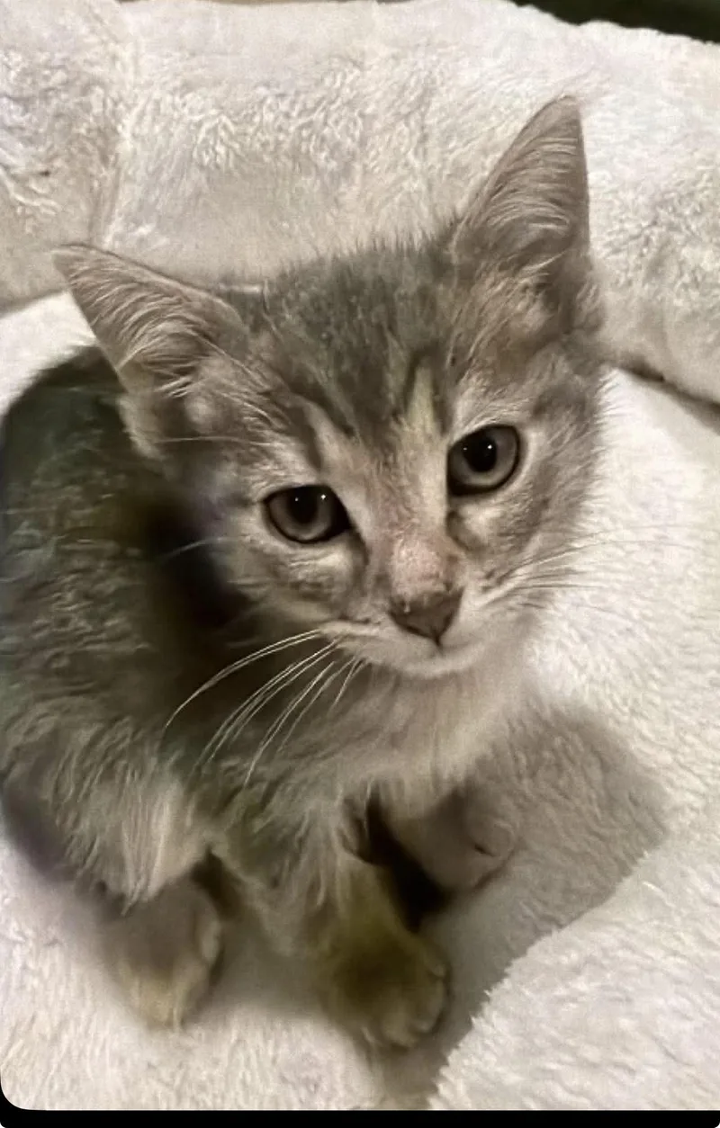 A baby small-sized male Domestic Short Hair cat named Rome for adoption in Lockport, IL