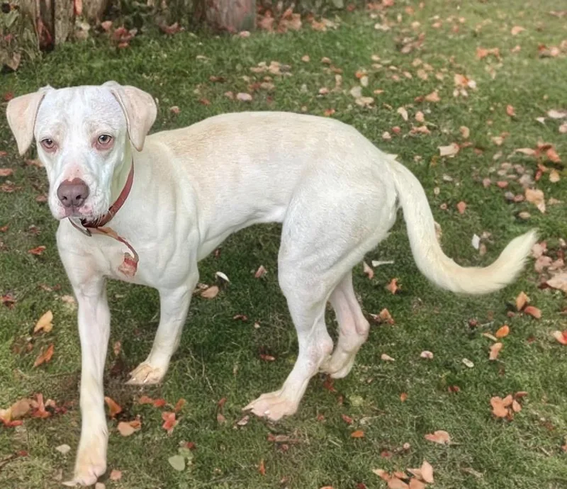 Champagne thumbnail 2