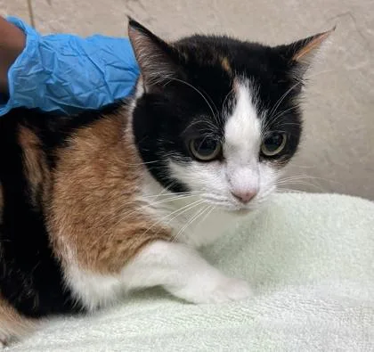 A senior medium-sized female Domestic Short Hair cat named Twixie for adoption in Honolulu, HI