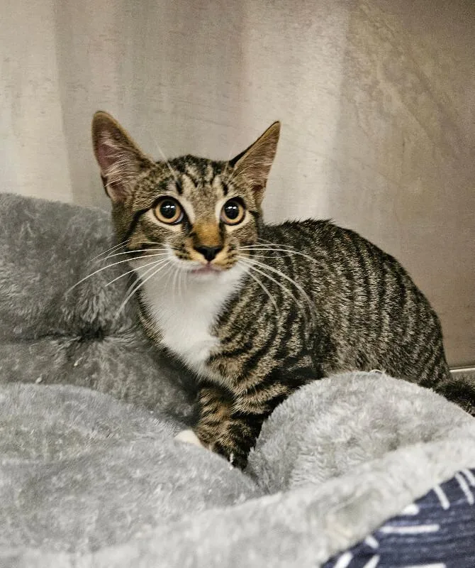 An adult medium-sized female Brown / Chocolate Domestic Short Hair cat named Eowyn for adoption in Disputanta, VA