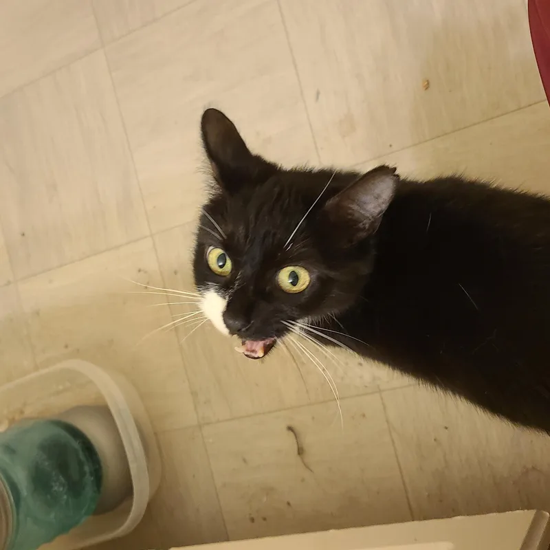 An adult medium-sized male Black Domestic Short Hair cat named Jose Winterville for adoption in Greensboro, GA
