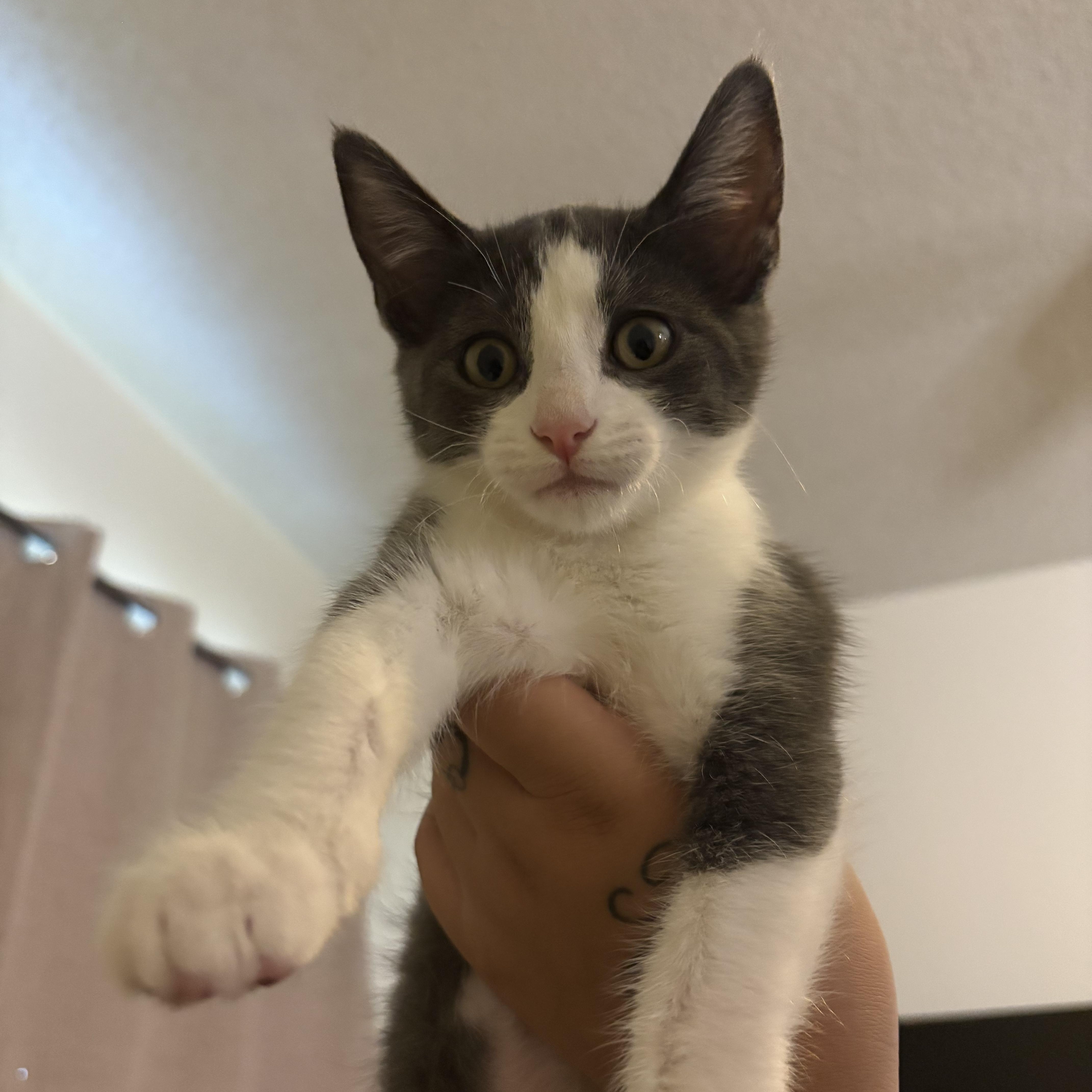 A baby medium-sized female Gray & White Domestic Short Hair cat named Bubbles for adoption in Los Angeles, CA