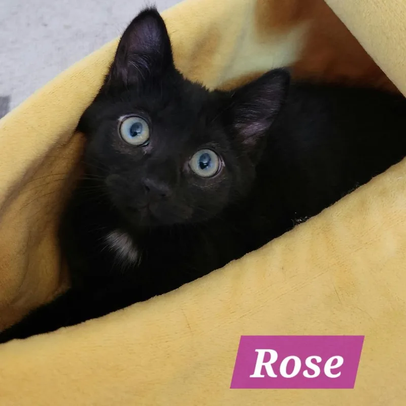 A baby small-sized female Black Domestic Short Hair cat named Rose for adoption in La Grange, KY
