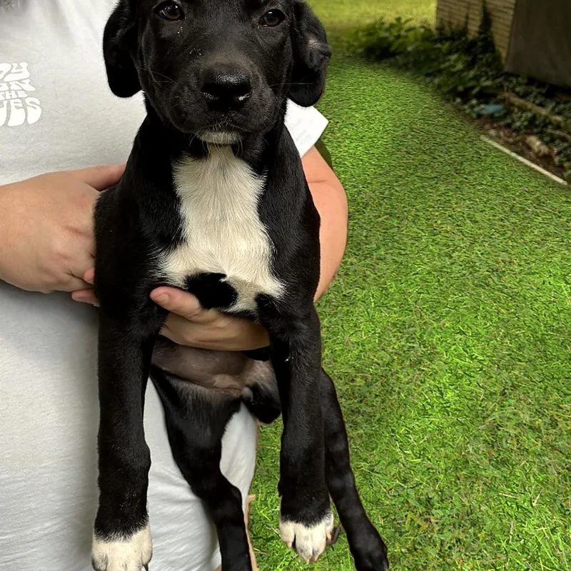 A baby medium-sized female Australian Shepherd dog named Willow for adoption in Cordova, TN