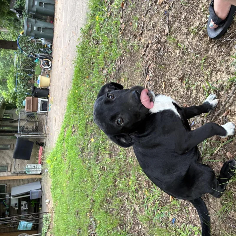 Willow thumbnail 2