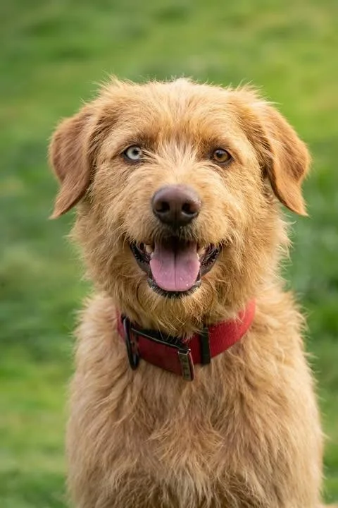 A young large-sized male Mixed Breed dog named Uncle Clifford for adoption in Columbia, TN