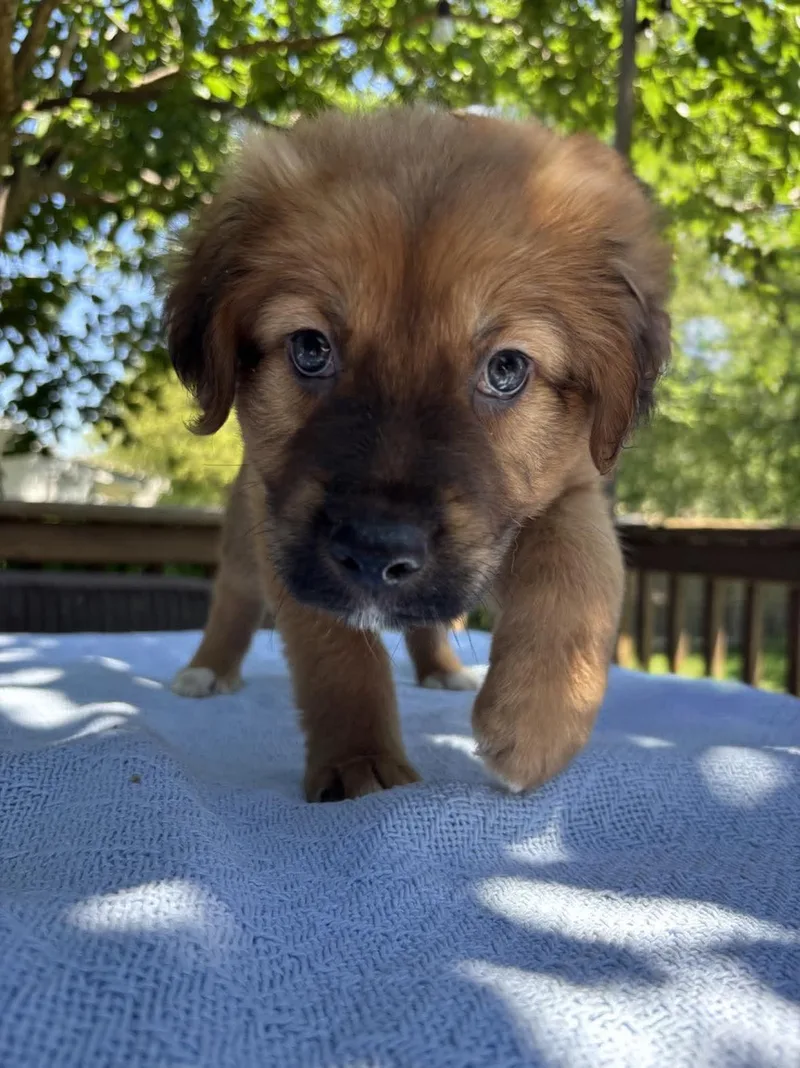 A baby medium-sized male Bicolor Belgian Shepherd / Malinois dog named Baxter for adoption in San Antonio, TX