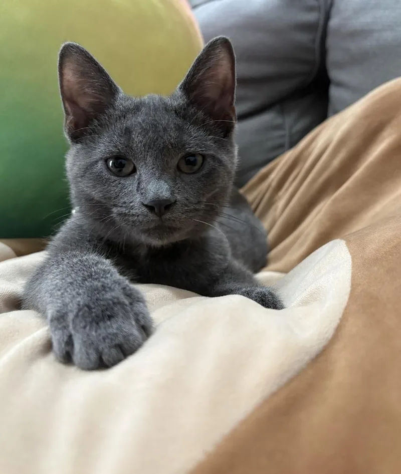 A baby small-sized male Domestic Short Hair cat named Rocket for adoption in Chicago, IL