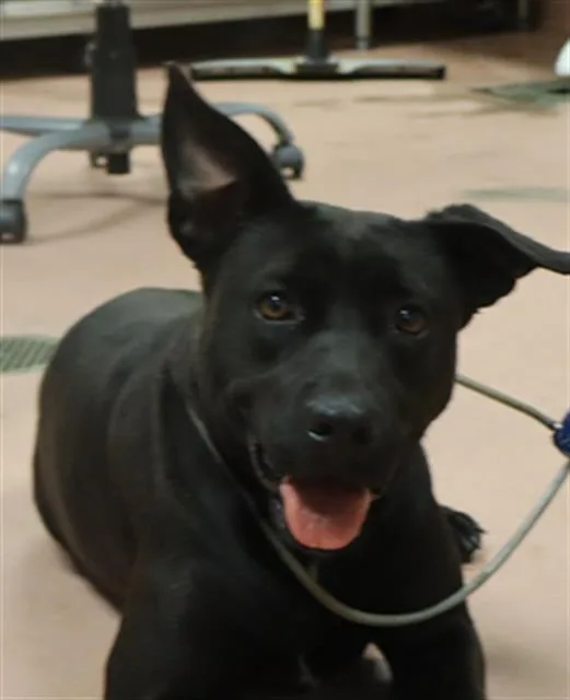 A young medium-sized female Mixed Breed dog named Tillow for adoption in Columbia, SC