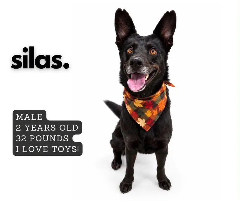 A young medium-sized male Mixed Breed dog named Silas for adoption in Ashland, KY