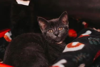 An adult small-sized female Domestic Short Hair cat named a Judith PetSmart Mt. for adoption in North Charleston, SC