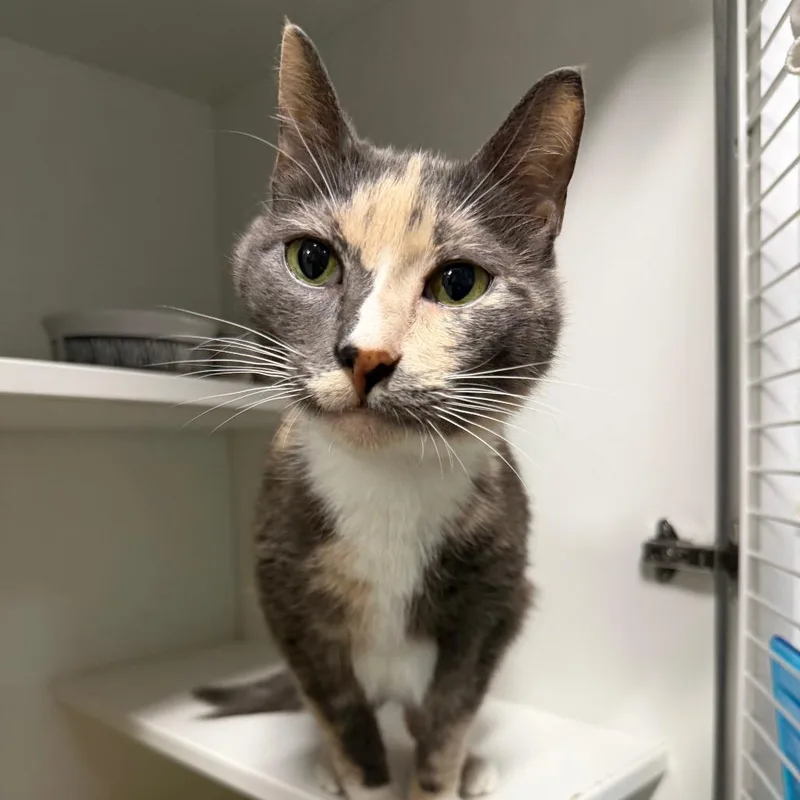 A senior small-sized female Domestic Short Hair cat named Yubaba for adoption in Waynesville, NC