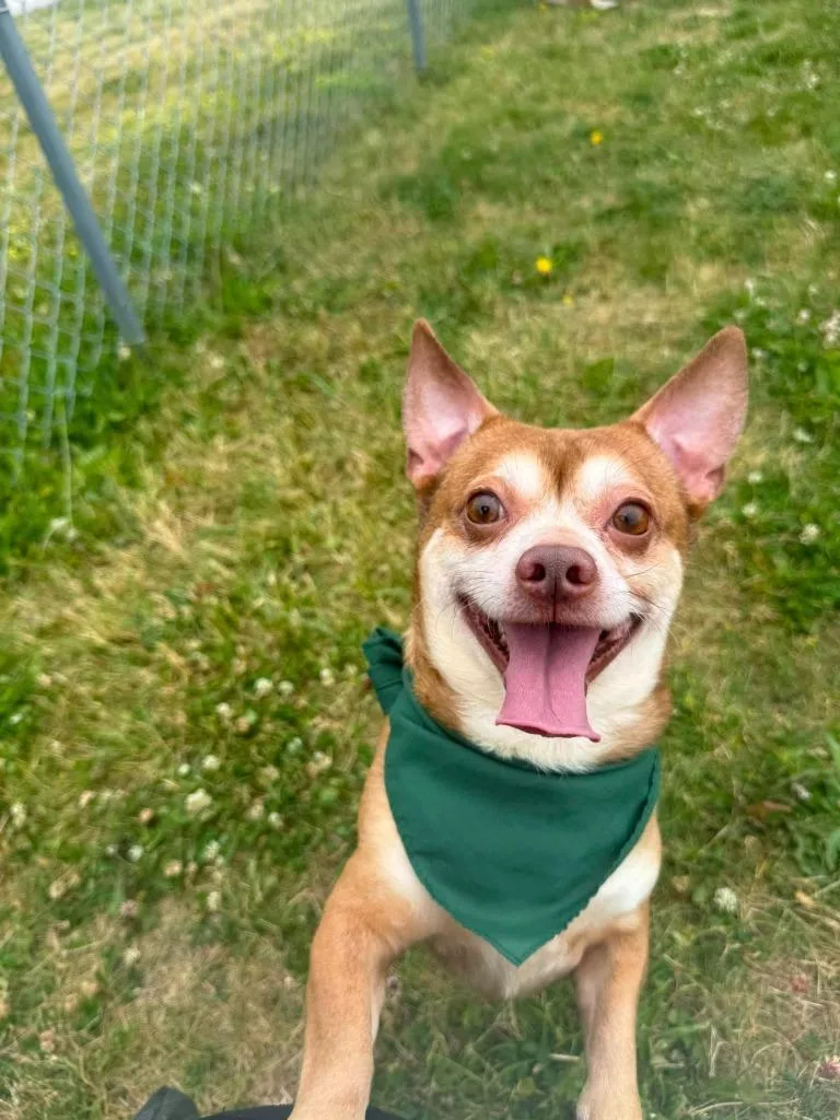 An adult large-sized male Chihuahua dog named Tank for adoption in Rensselaer, IN