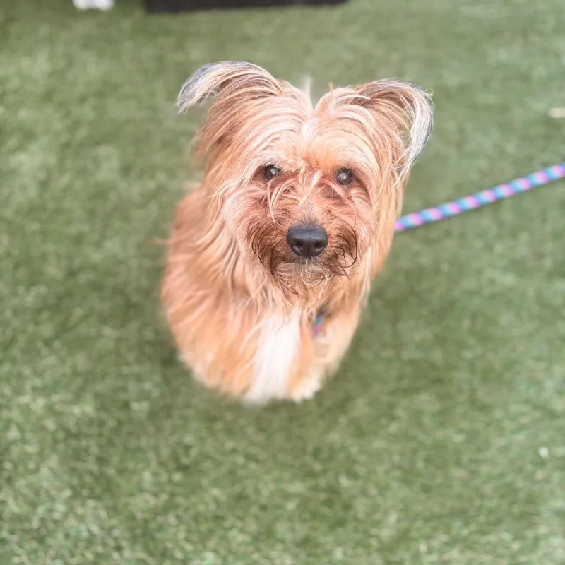 An adult small-sized male Yellow / Tan / Blond / Fawn Mixed Breed dog named Frappe for adoption in Philadelphia, PA