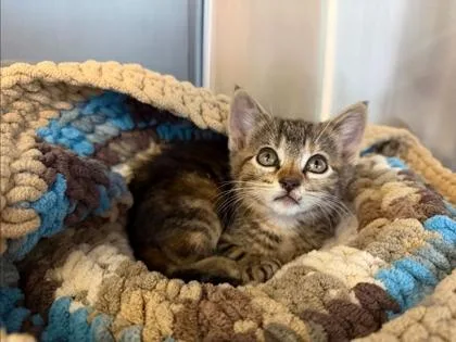 A baby small-sized female Domestic Medium Hair cat named Pebble for adoption in Independence, MO