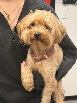 An adult small-sized male Mixed Breed dog named Reptar for adoption in West Chester, PA