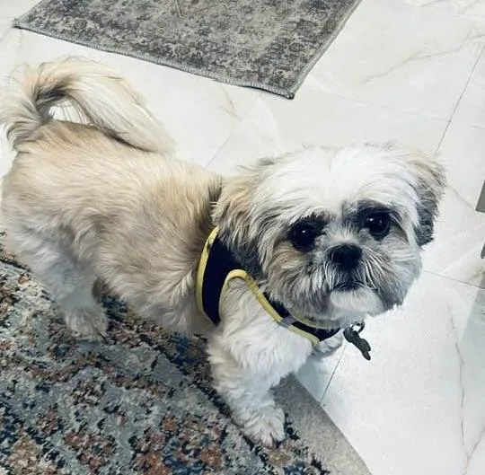A young small-sized female Gray / Blue / Silver Shih Tzu dog named Piper for adoption in Ozone Park, NY