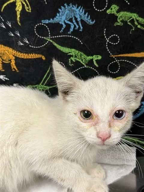 A baby small-sized male Domestic Short Hair cat named Astro for adoption in Riverside, CA