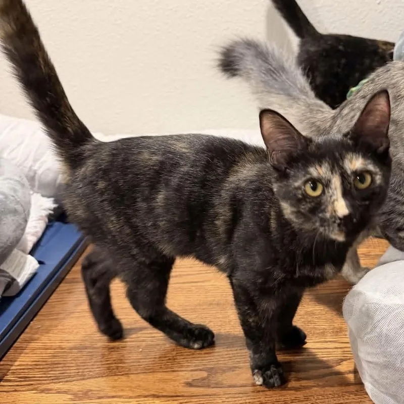 A baby small-sized female Tortoiseshell Domestic Short Hair cat named Tostitos for adoption in Gladstone, OR