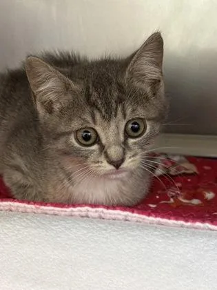 A baby small-sized female Ragdoll cat named Tartar Sauce for adoption in Madison, NJ