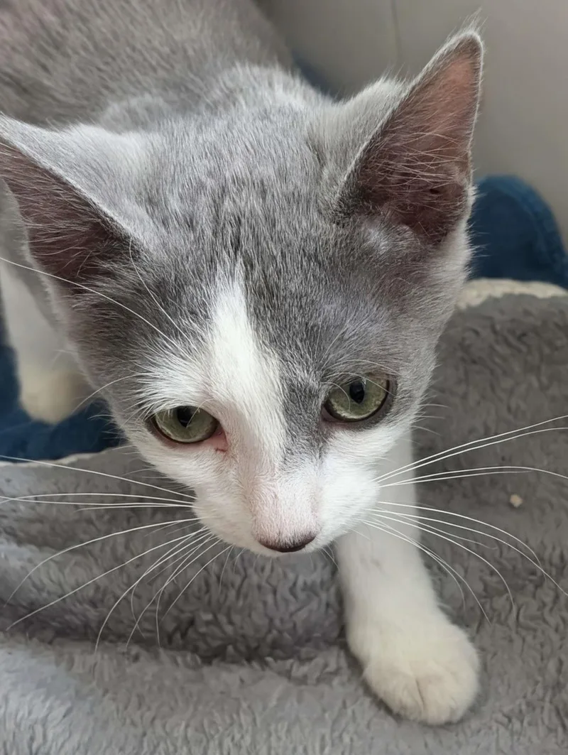 A baby small-sized female Gray / Blue / Silver Domestic Short Hair cat named Daisy for adoption in La Jolla, CA