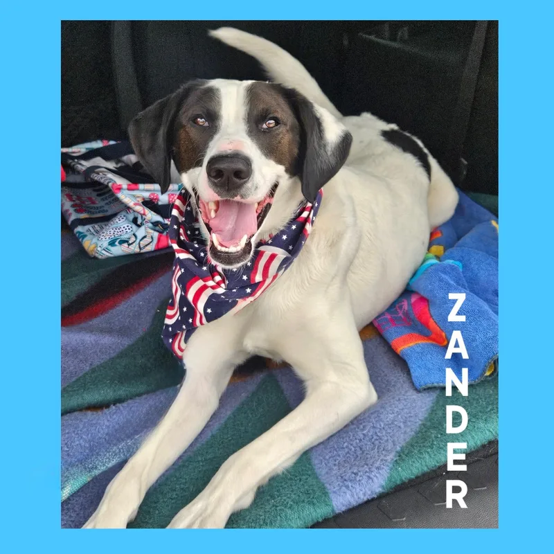 An adult medium-sized male English Pointer dog named Zander for adoption in Mokena, IL