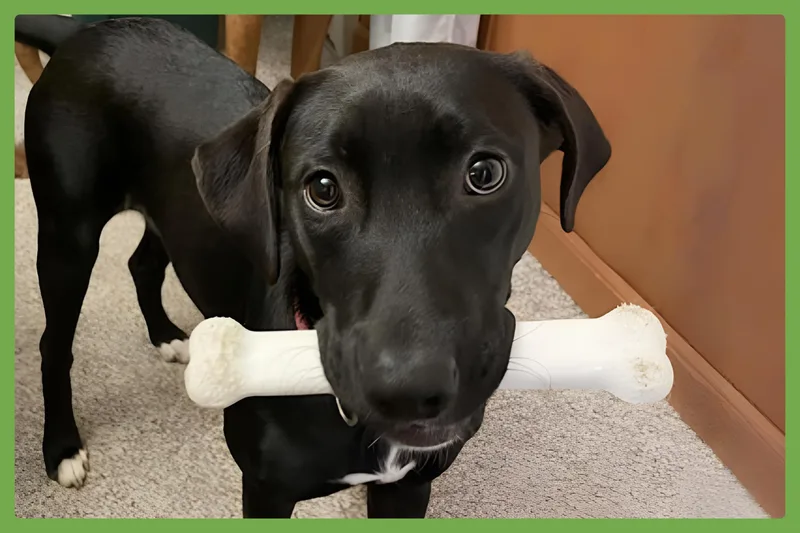 An adult medium-sized female Black Labrador Retriever dog named Isla for adoption in Amherst, MA
