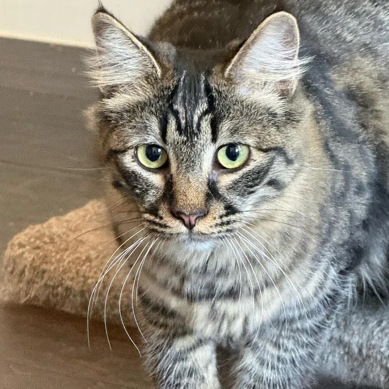 A young small-sized female Gray / Blue / Silver Domestic Medium Hair cat named Greta for adoption in Los Angeles, CA