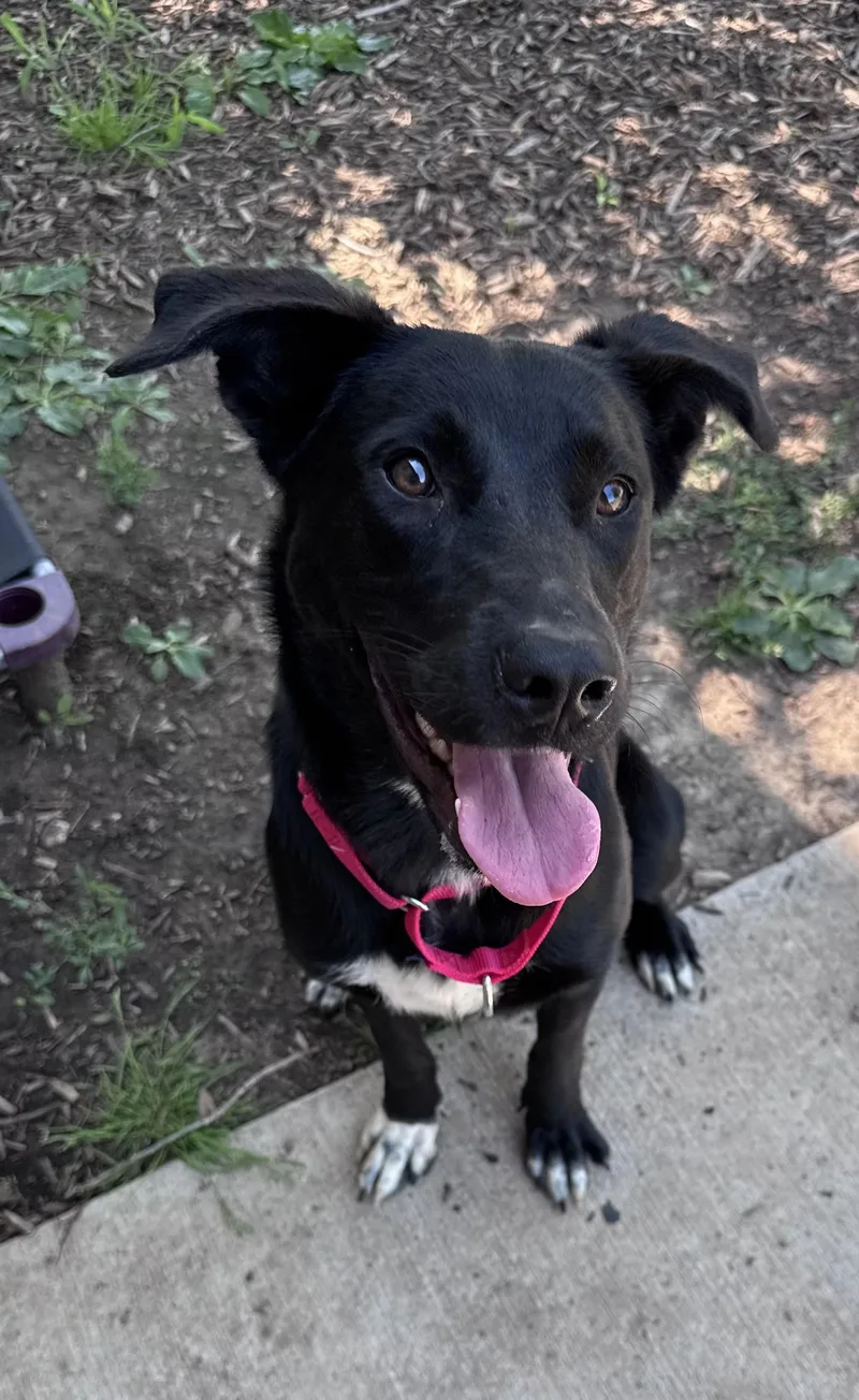 A young medium-sized female Black Border Collie dog named Chicken Little for adoption in Yorkville, IL