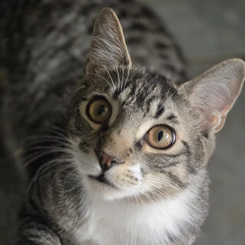 A young small-sized male Gray / Blue / Silver Domestic Short Hair cat named Pastrami for adoption in Wickenburg, AZ