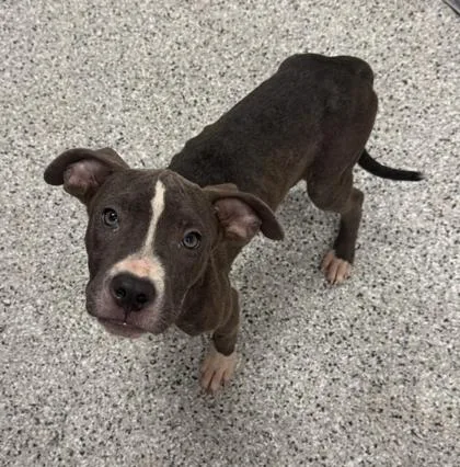 A baby small-sized male Gray / Blue / Silver Pit Bull Terrier dog named Disney for adoption in Kansas City, MO