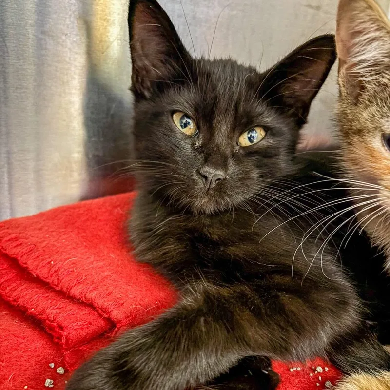 A baby small-sized female Black Domestic Medium Hair cat named Pick Of The Patch for adoption in Boerne, TX