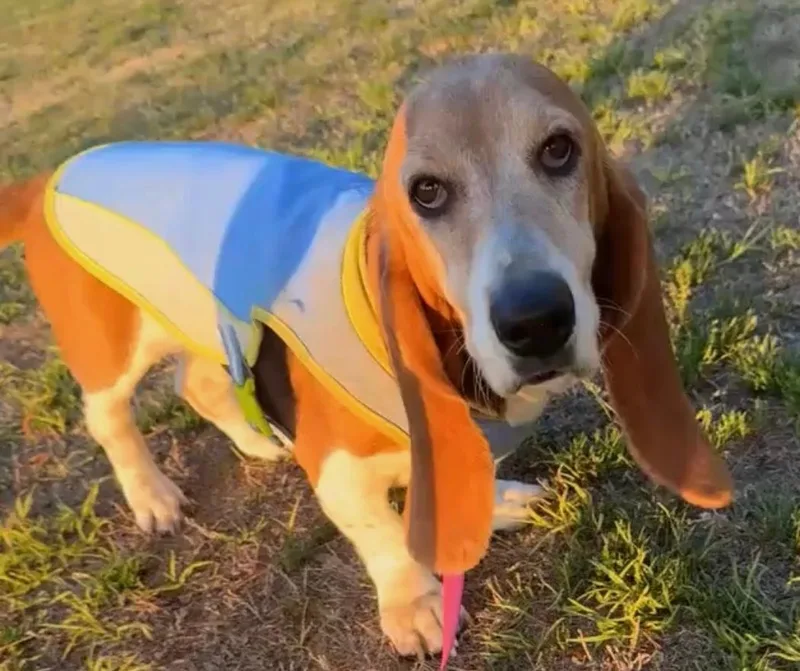 An adult medium-sized female Tricolor (Brown, Black, & White) Basset Hound dog named Molly for adoption in Auburndale, FL