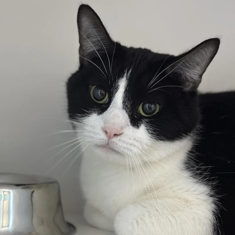 An adult extra large-sized male Black Domestic Short Hair cat named Petey Pablo for adoption in Matteson, IL