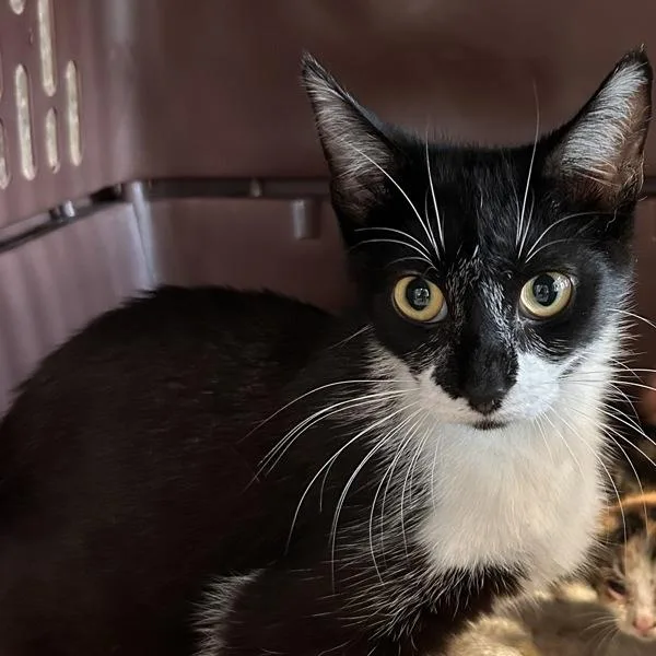 An adult medium-sized female Domestic Short Hair cat named Milana for adoption in Des Moines, IA