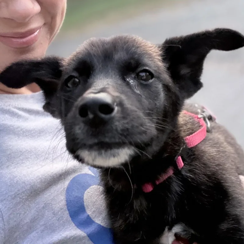 A young medium-sized female Black Mixed Breed dog named Nina for adoption in Greensboro, NC